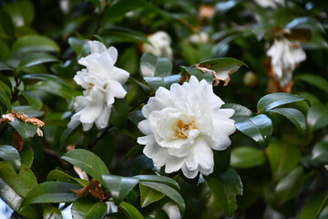 サザンカ　Sasanqua camellia