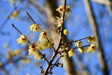 蝋梅（ロウバイ）と青空　Wintersweet and blue sky	