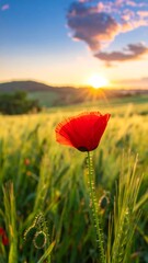 A vibrant red poppy stands tall in a golden field, kissed by warm sunlight at sunset under a soft, cloud-streaked sky