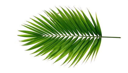 Obraz premium A green palm leaf against a white background