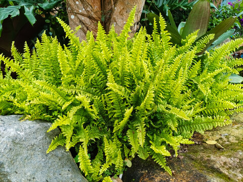 Lush green Boston fern (Nephrolepis exaltata) growing in a tropical garden with rock and tree background.
