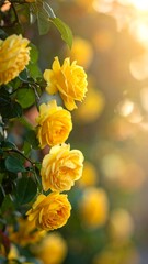 Sunlit yellow roses bloom along a vine, soft focus background creates a warm, idyllic, natural scene