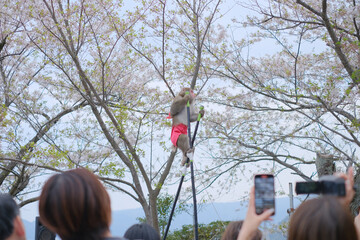 猿回し　竹馬　満開の桜　春