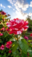 Upward view of striped rose with red and white petals, against a background of soft green and blue sky
