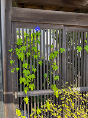 格子戸に咲く青色の朝顔　夏　日本