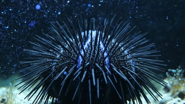 Close Up of Sea Urchin Moving Underwater in Natural Habitat