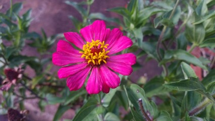 Obraz premium A vibrant Zinnia Peruviana (Peruvian zinnia) showcases radiant pink petals and a vivid yellow center. Its striking colors pop against the blurred green foliage, creating a captivating display.