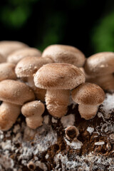closeup of the shiitake mushroom cultivated mushrooms