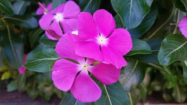 Catharanthus Roseus (Madagascar periwinkle) showcases vibrant pink flowers with a contrasting light center, framed by glossy green foliage. These blooms add charm to any garden or space.
