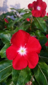 Catharanthus Roseus (Madagascar periwinkle) with vibrant red petals and a white center, set against glossy green foliage. These blooms are a bright addition to any garden.