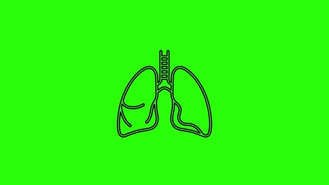 Lung Anatomy Animation &mdash; Breathing and Respiratory System Line Style