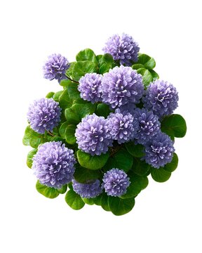 A top down shot reveals periwinkle blue ceanothus flowers blooming vibrantly among lush green foliage isolated against a plain white background.