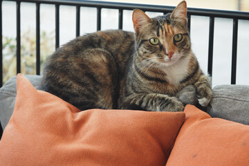 Cat rests on sofa with cushions in indoor space
