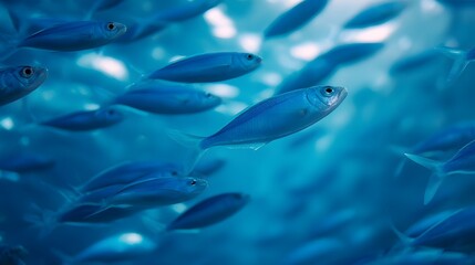 Obraz premium A vibrant school of blue fish swims in clear sunlit ocean water creating a mesmerizing underwater scene