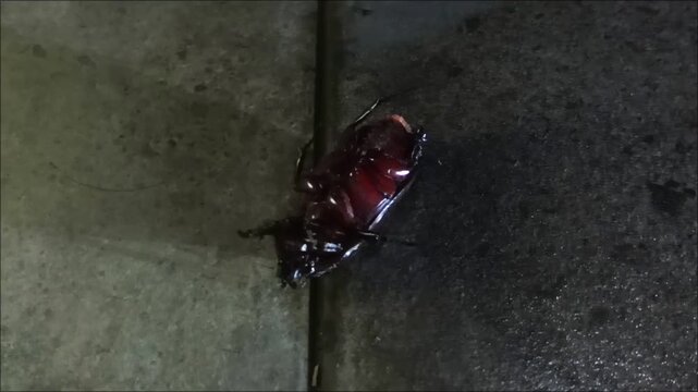 Oryctes rhinoceros lying on the floor. This insect pest attacks coconut and oil palm plants
