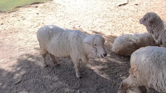 A flock of fluffy white sheep relaxes and chews cud in a sandy paddock. The scene captures domestic livestock resting in a sunny outdoor farm environment during the day
