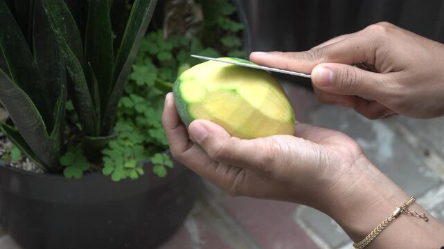 Close up of hands peeling a fresh green mango with a knife. Tropical fruit preparation in an outdoor setting with a green plant in the background.