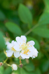 Fototapeta premium 野生の野バラの花のクローズアップ