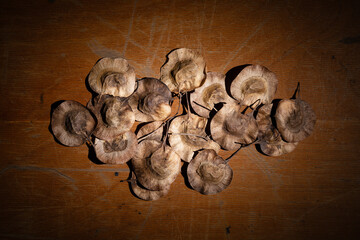 Still life photography of a pile of dried seeds arranged on an old wooden table. Seed art.