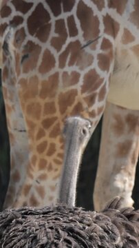 ostrich walking next to giraffes.