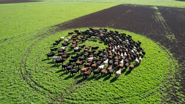 Drone shot of cattle stampeding and swirling into a tight circle on a grassy meadow - Precision agriculture movement.