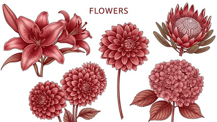Red Floral Illustration Lilies Dahlias