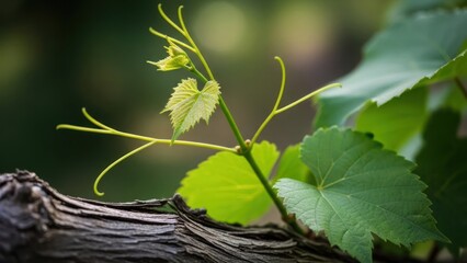 A young grape vine growing on a wooden post in a garden setting.