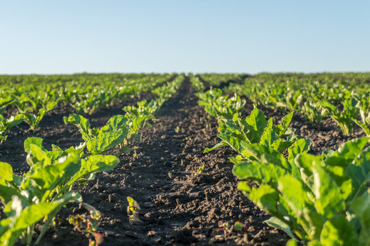 Rows of green plants grow in field under clear sky during daytime in farming location near rural area