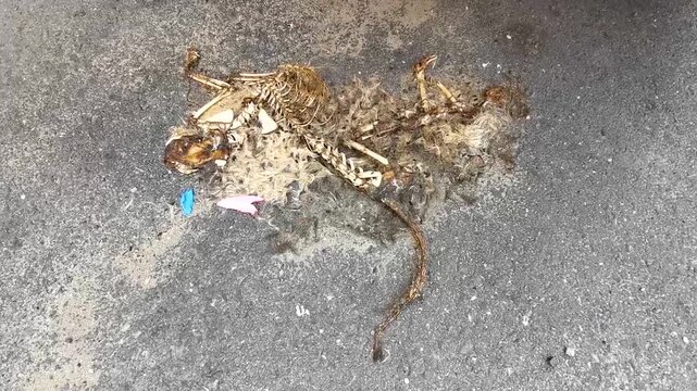 Skeleton bones and carcass of a cat dog on road.