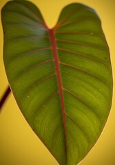 Heart of Green & Crimson