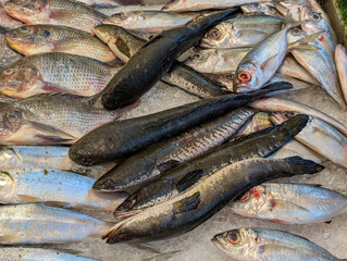 Various types of fresh fish are displayed attractively in the shop window.