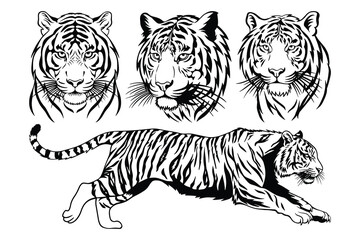 Obraz premium Tiger Illustration Set, Tiger Head Portraits and Running Tiger Black and White Line Art