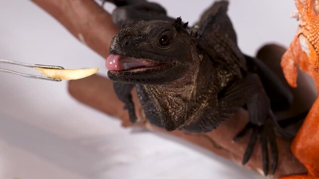 Black Hydrosaurus Lizard Eating Food from Tweezers in Studio Setting