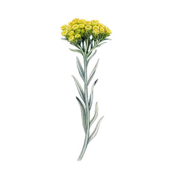 Helichrysum plant watercolor botanical vintage style illustration. Hand drawn immortelle medicinal wildflower herb. Helichrysum italicum herbal medicine, homeopathy treatment natural element isolated.