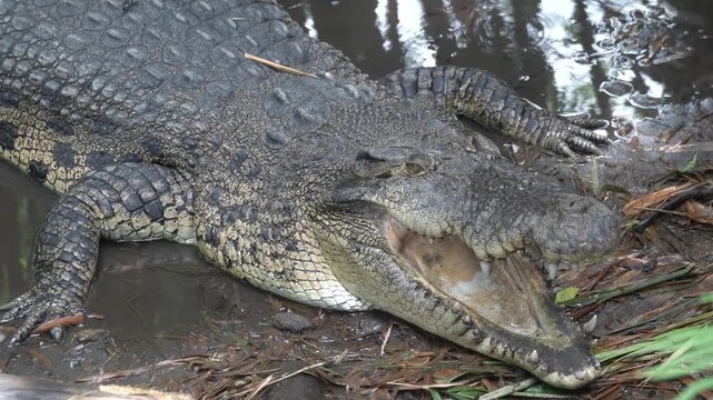 Close-up of a large crocodile resting by the water's edge with its mouth open, showing sharp teeth and textured scales.
