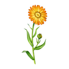 Calendula plant with flower vintage style watercolor illustration. Hand drawn calendula officinalis medicinal natural herb blooming stem isolated on white background © anitapol