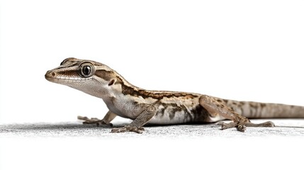 Obraz premium Detailed Close-Up of a Brown-Colored Lizard on White Background