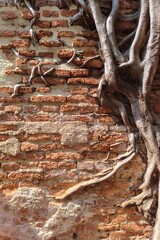Close up of root tree on the old wall