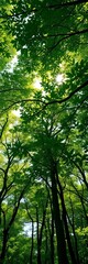 Obraz premium Green forest canopy from above, dappled sunlight piercing through leaves, sunlight, canopy