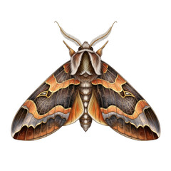 Vibrant moth illustration isolated on transparent background