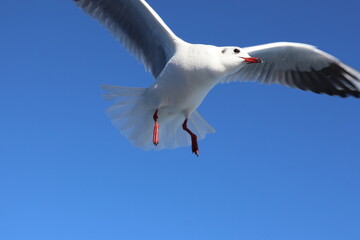 A seagull flying in the blue sky