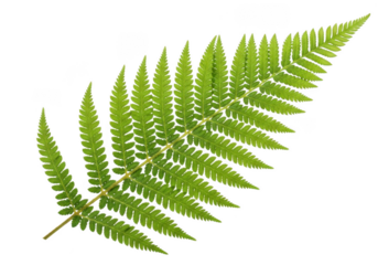 Vibrant green fern leaf with delicate fronds and lush foliage isolated on transparent background