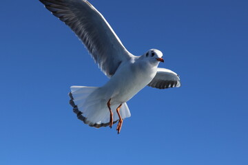 A seagull flying in the blue sky