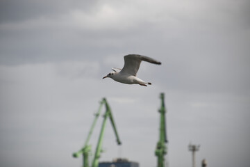Fototapeta premium A seagull in flight soars above the harbor, with industrial cranes in view on a cloudy day.