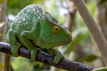 Fototapeta premium Parson's chameleon covered in raindrops in the wild of Madagascar