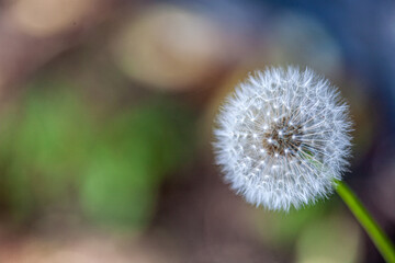 Obraz premium Single dandelion seed head against soft blurred garden background, delicate nature macro symbolizing wishes and change.