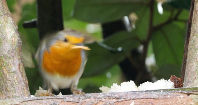 European robin (Erithacus rubecula)  feeding on a birdfeeder. France.