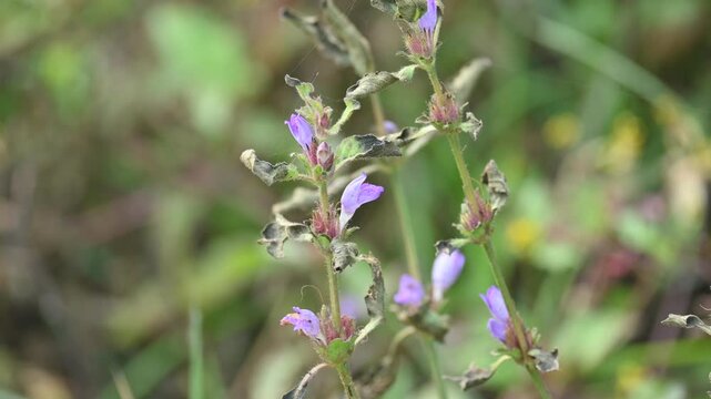 Clinopodium acinos plants with flowers. Its common name is&nbsp;Acinos arvensis,&nbsp;basil thyme&nbsp;and&nbsp;spring savory. This is a species of&nbsp;flowering plant&nbsp;in the family&nbsp;Lamiaceae.