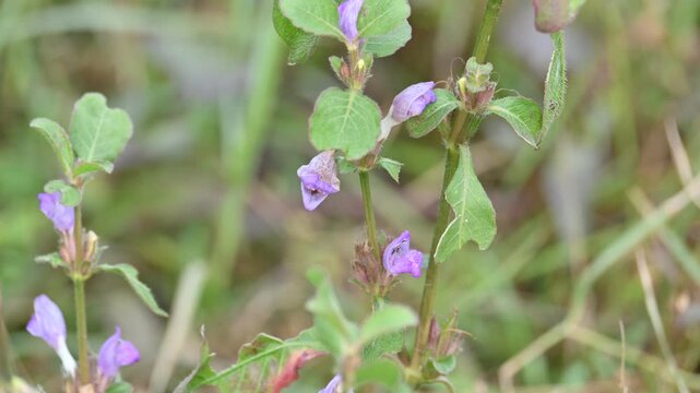 Clinopodium acinos plants with flowers. Its common name is&nbsp;Acinos arvensis,&nbsp;basil thyme&nbsp;and&nbsp;spring savory. This is a species of&nbsp;flowering plant&nbsp;in the family&nbsp;Lamiaceae.