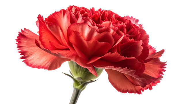 Red Carnation Flower Isolated on White Background